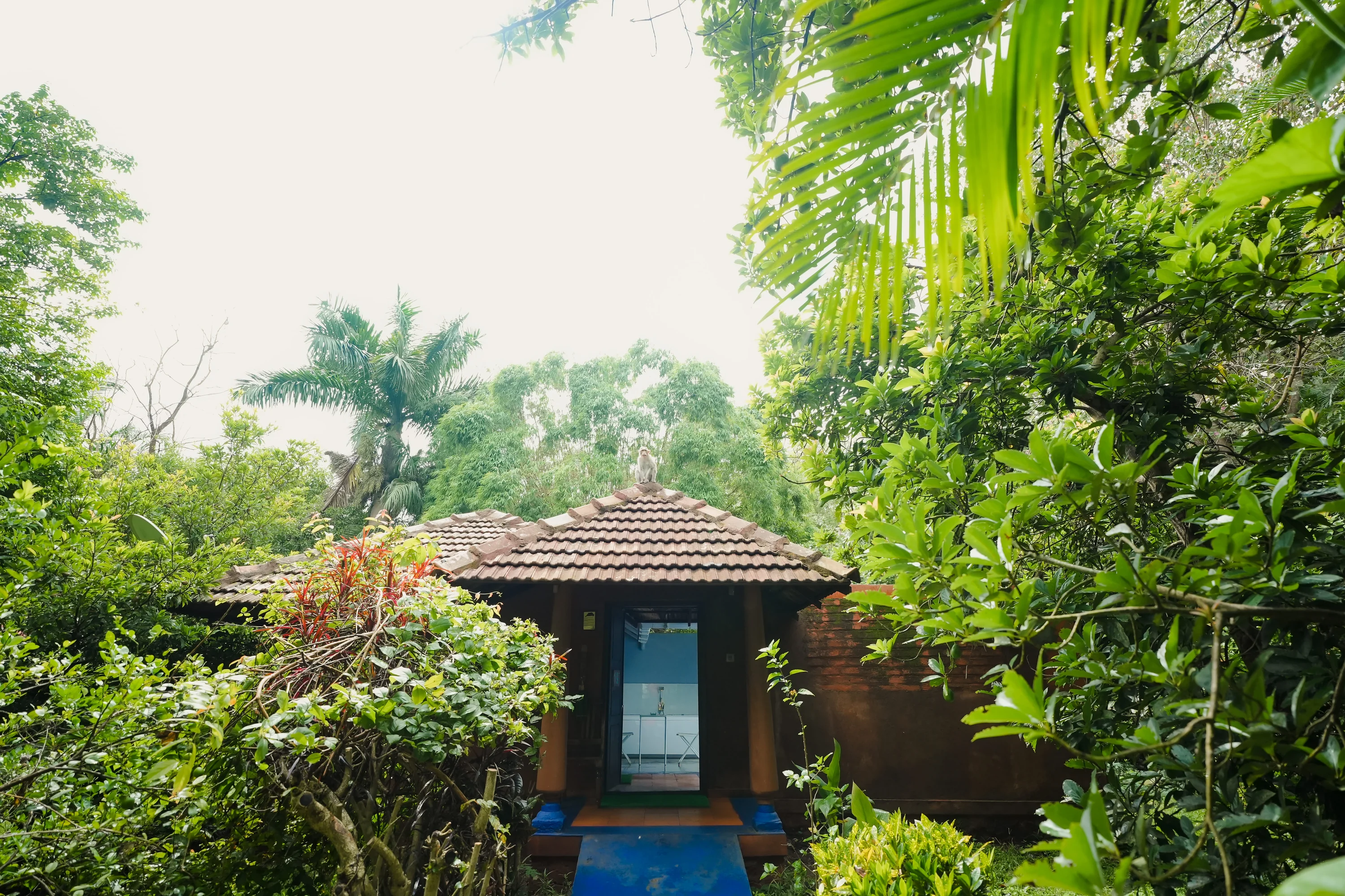 A private Kabini cottage courtyard surrounded by lush planting