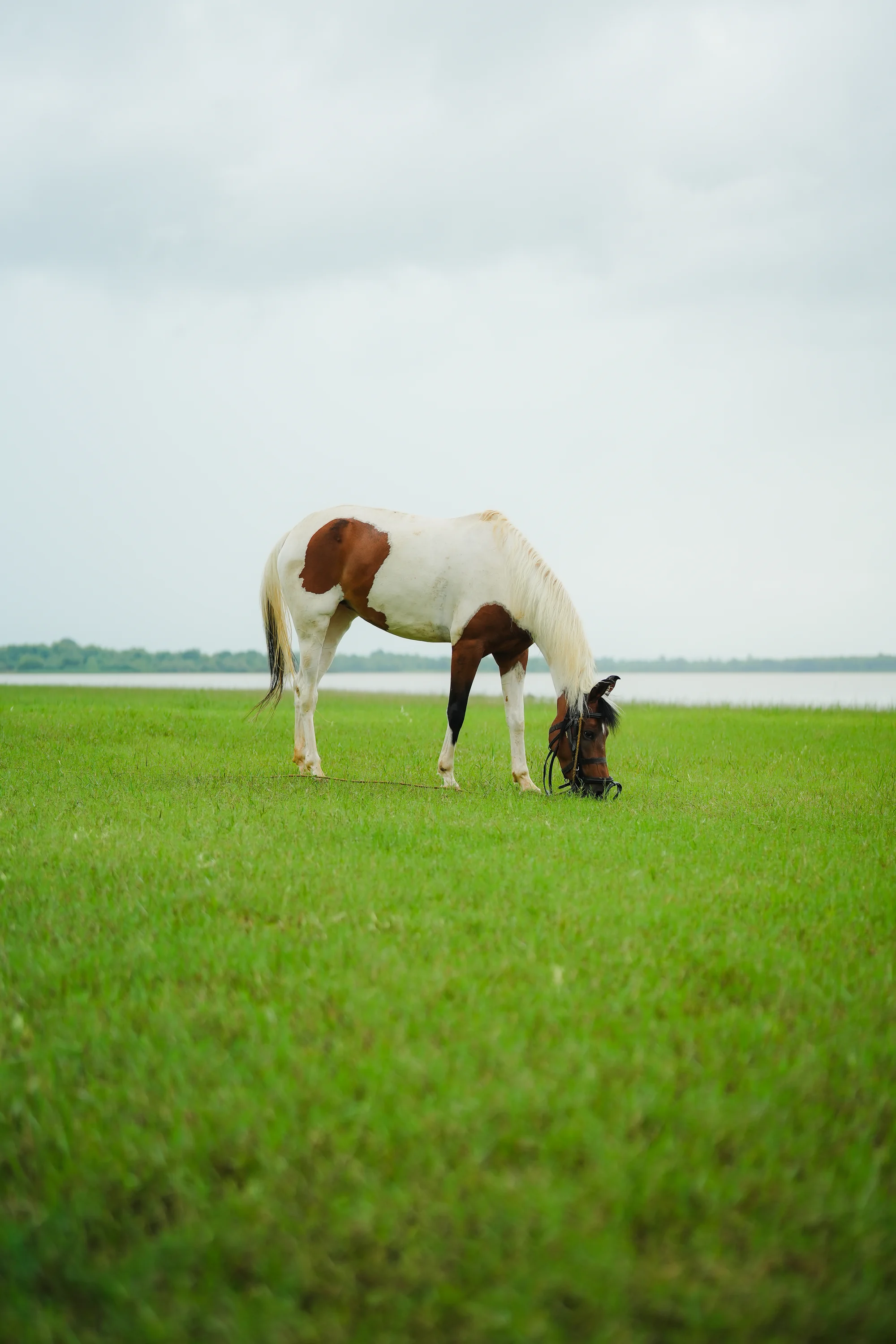 A resident horse grazing near the Kabini backwaters
