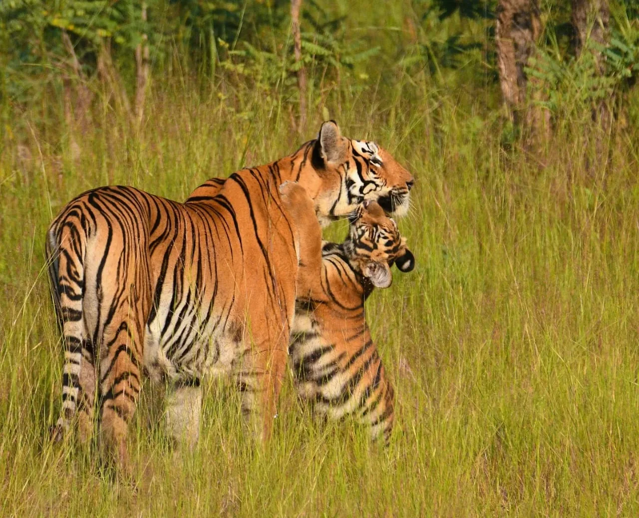 Wildlife landscape at Red Earth Tadoba