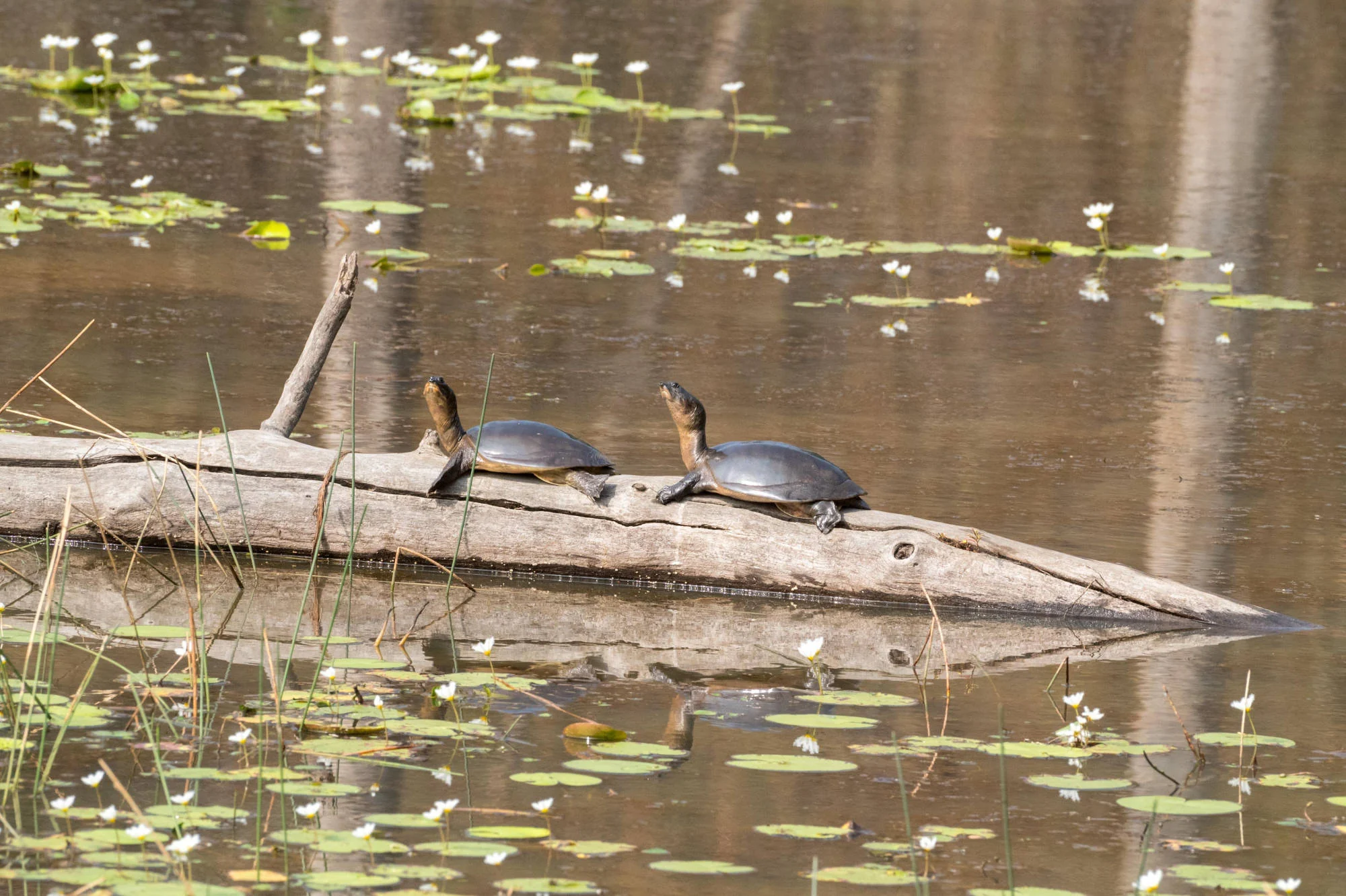 Two freshwater turtles basking on a fallen log among water lilies