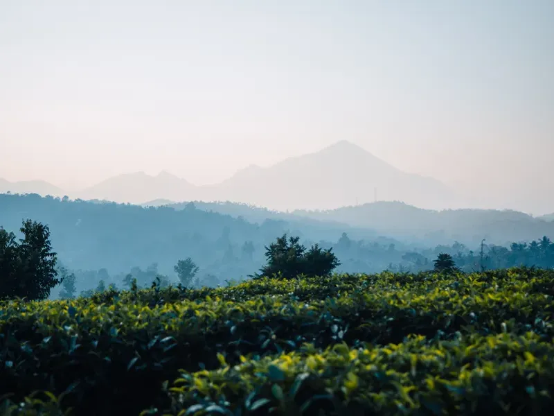 Tea gardens rolling toward the Wayanad hills