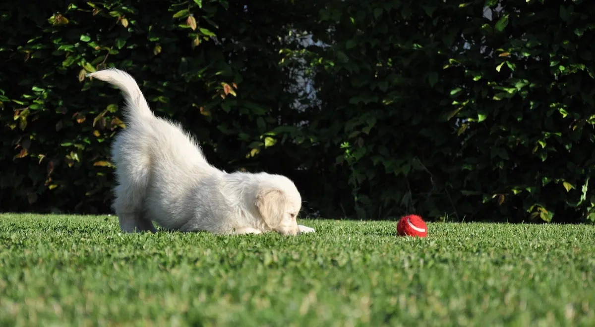 A resident dog playing on the grass at Red Earth