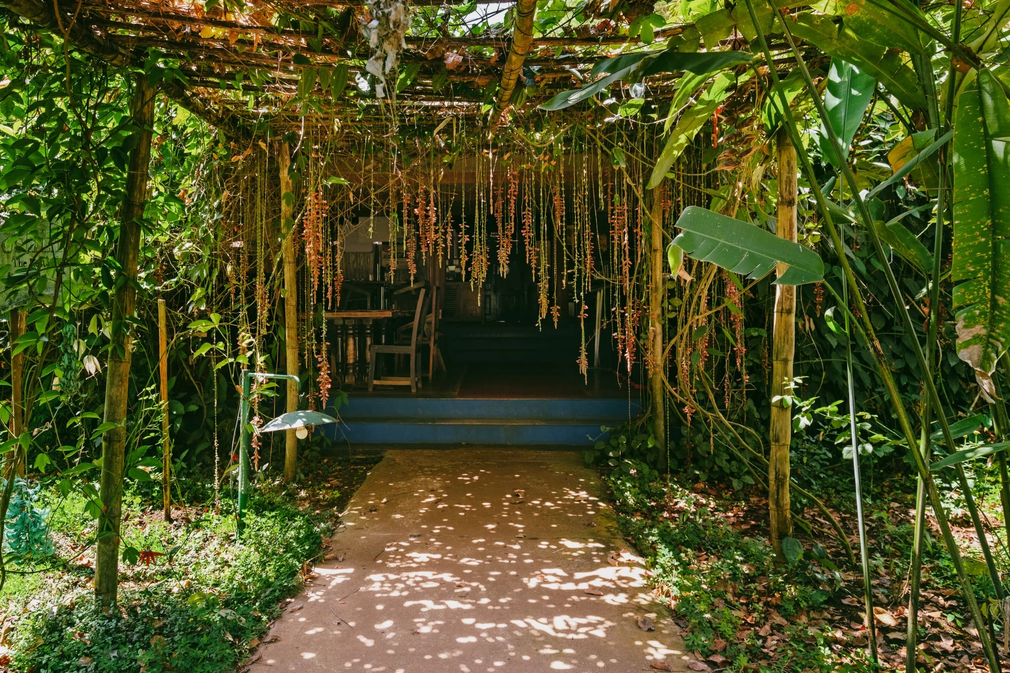 A shaded path framed by bamboo and native planting