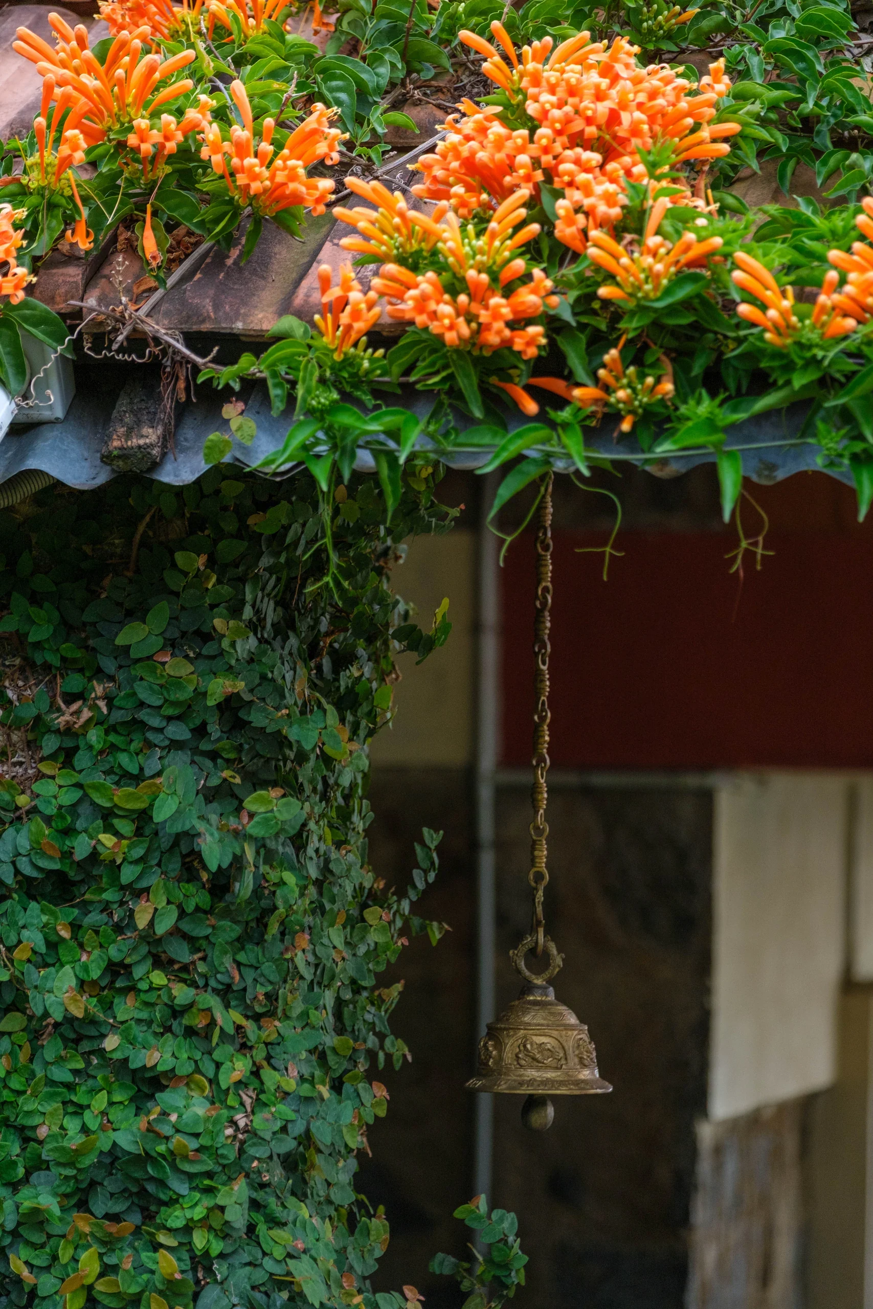 Orange flowers and climbing vines framing a doorway at Hullathy