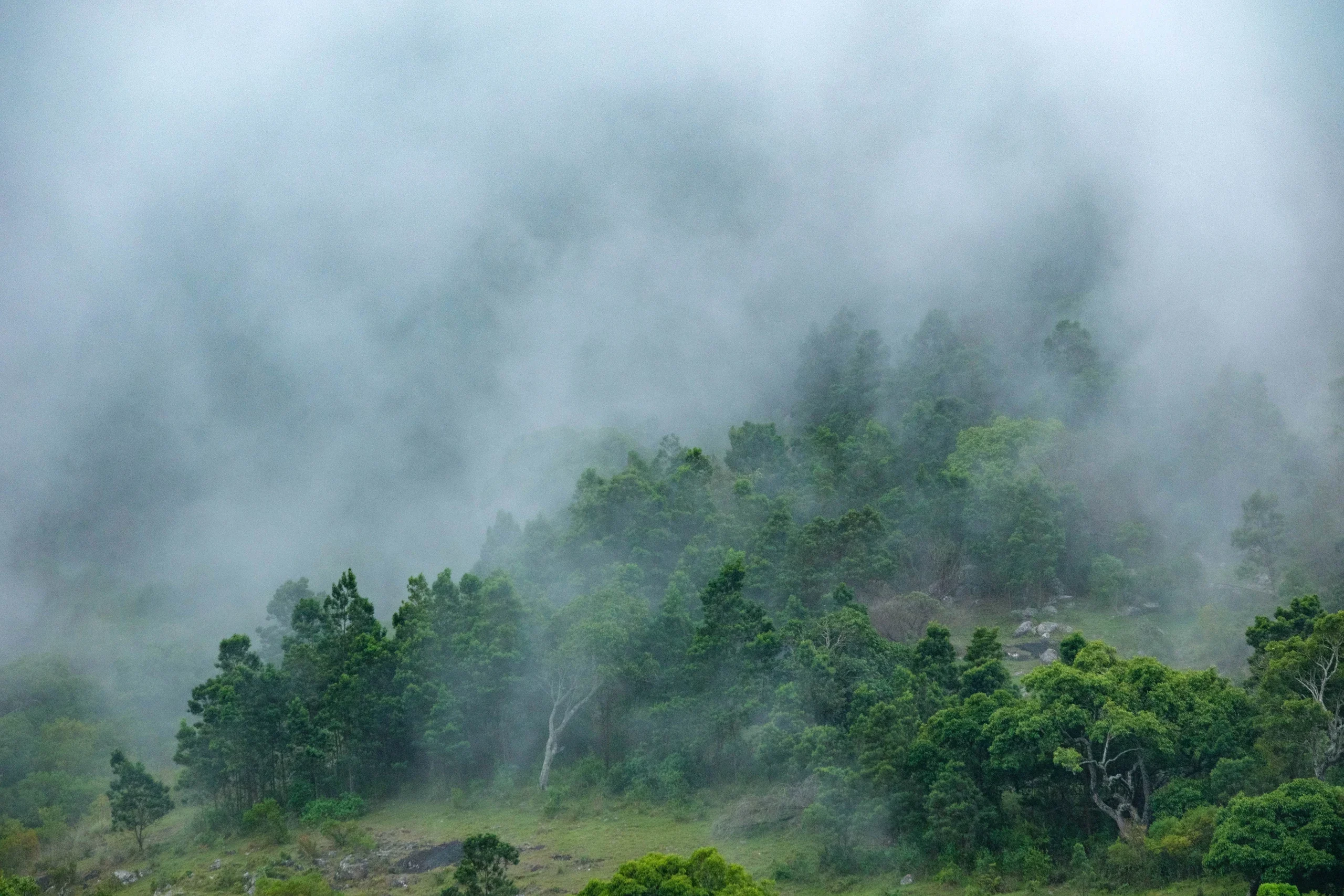 Mist gathering above the trees on a green mountain slope