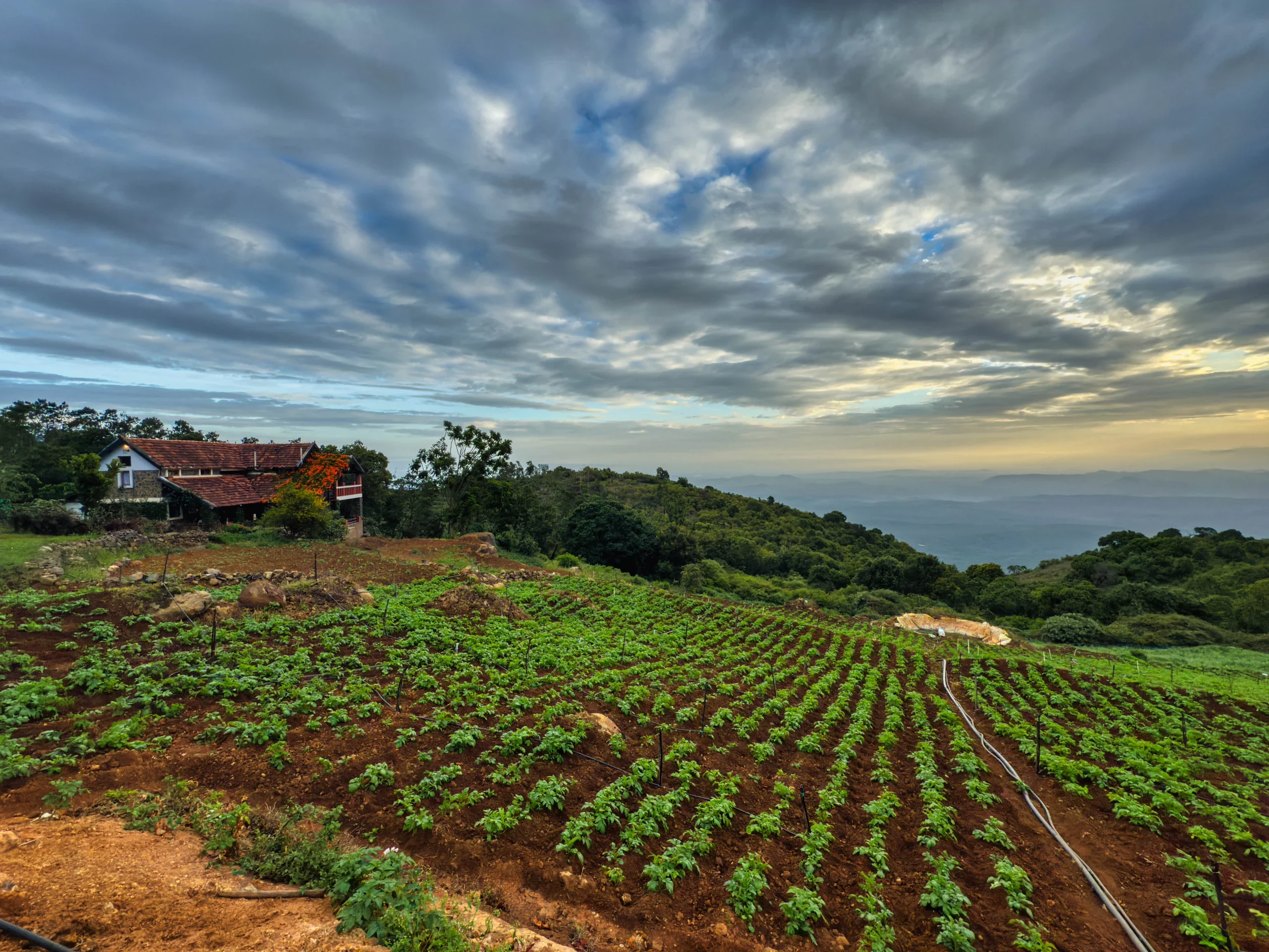 Cultivated highland garden rows below the Hullathy bungalow and Nilgiri skies