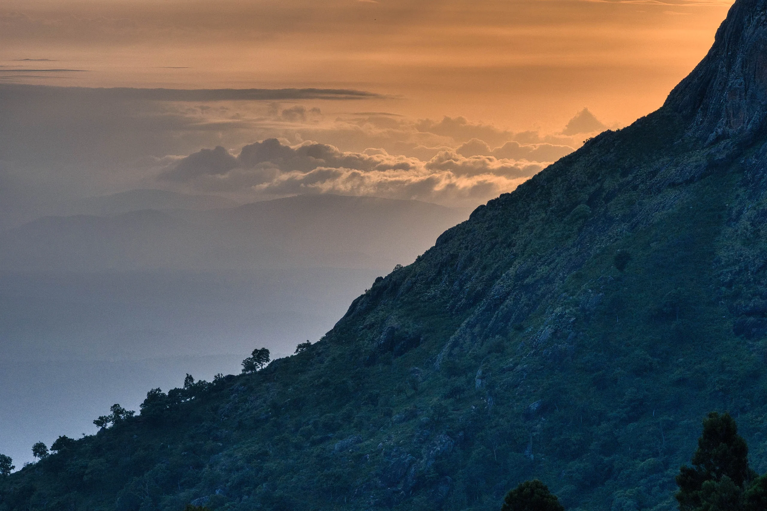 A steep forested mountainside above clouds in the warm evening light