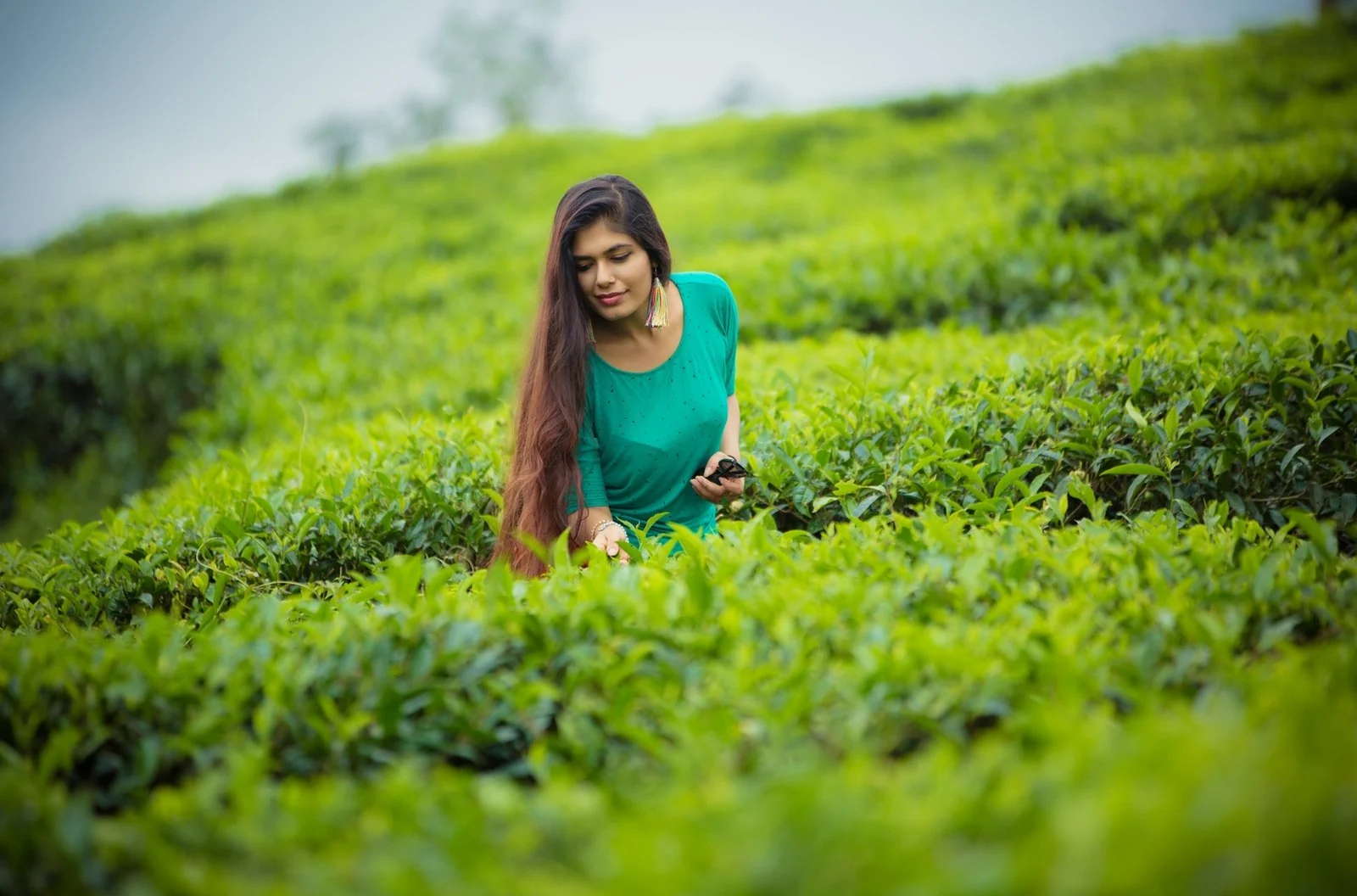 A woman among the tea bushes on a Wayanad plantation