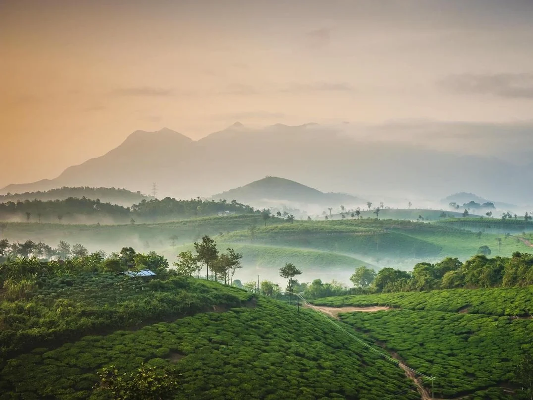 Misty tea gardens and hills in Wayanad at sunrise