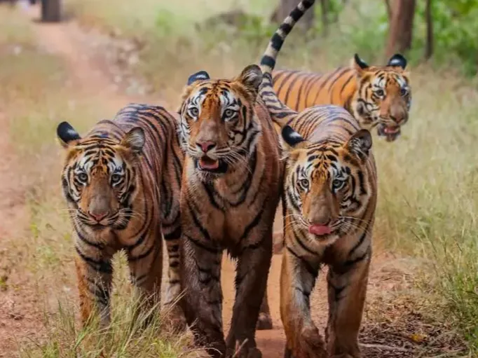 Four tigers walking together across open ground