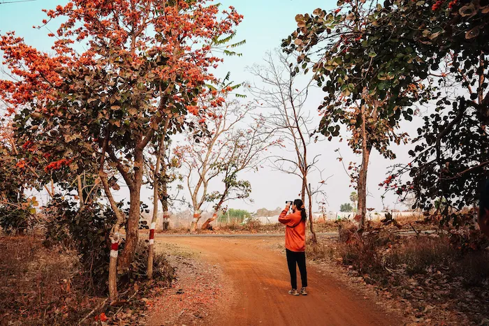 A guest walking along a red forest road in Tadoba