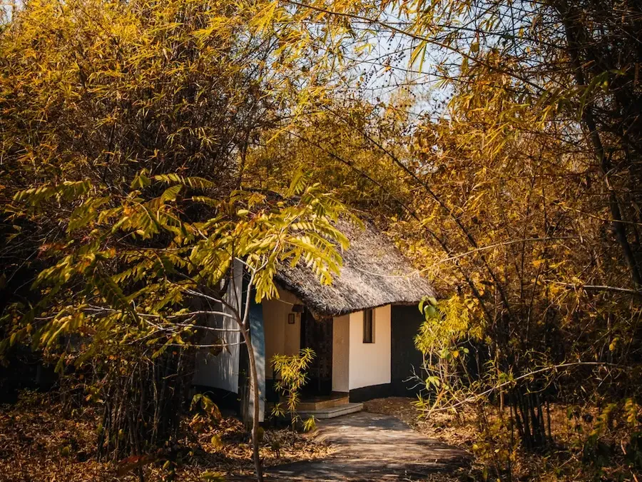 A private thatched cottage sheltered by golden bamboo