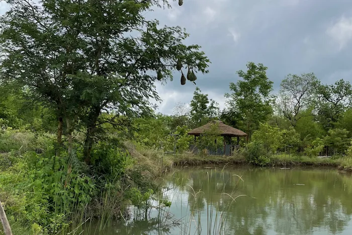 A quiet pond and forest garden at Red Earth Tadoba