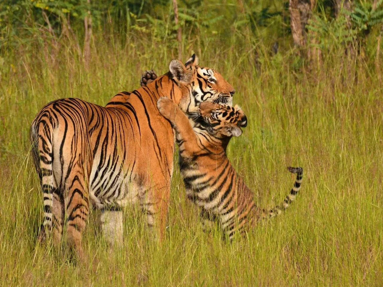 Two tigers moving together through tall grass