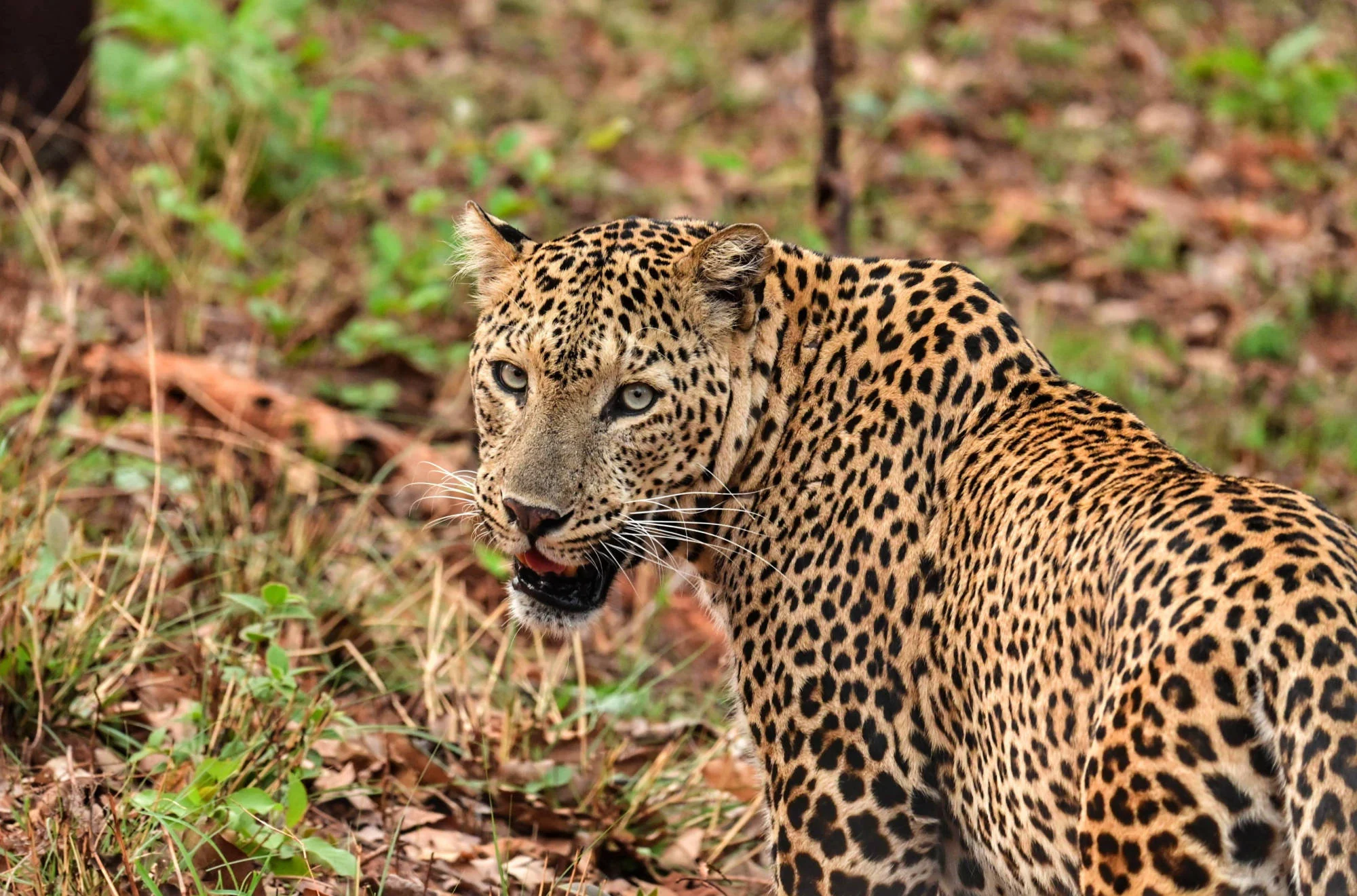 A leopard standing alert in the forest undergrowth