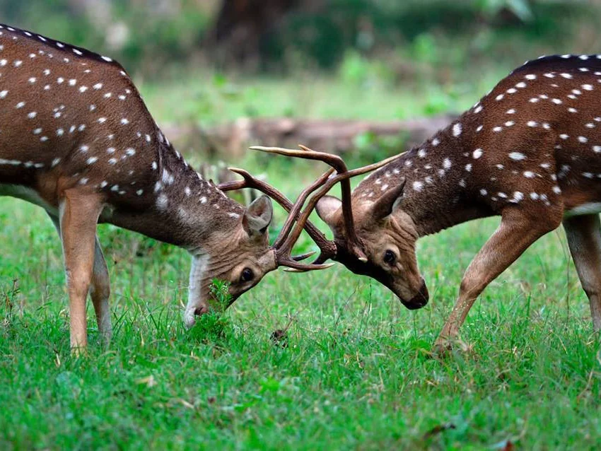 Two spotted deer locking antlers in a green clearing