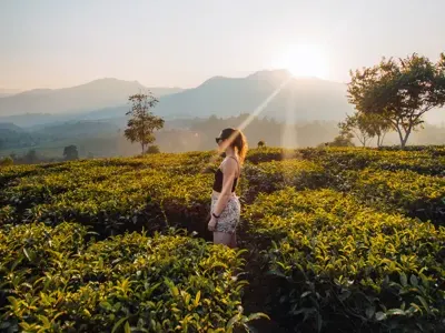 A guest walking between tea bushes as the sun rises