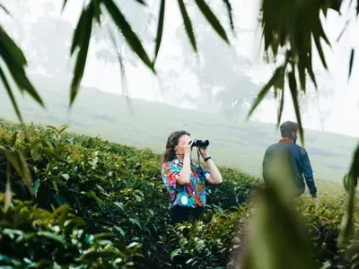 Guests birdwatching among misty tea bushes