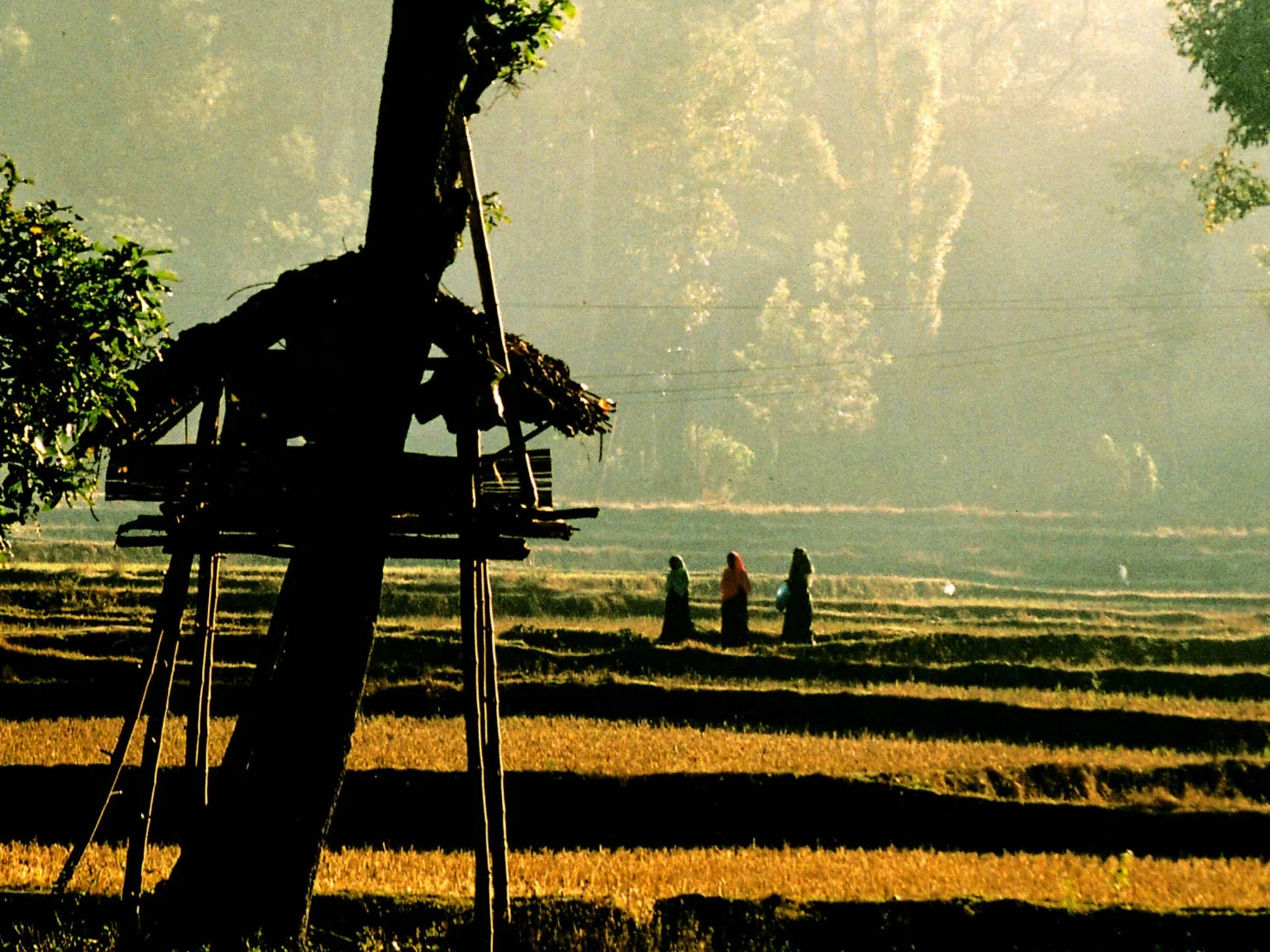 Fields and trees glowing in low morning light