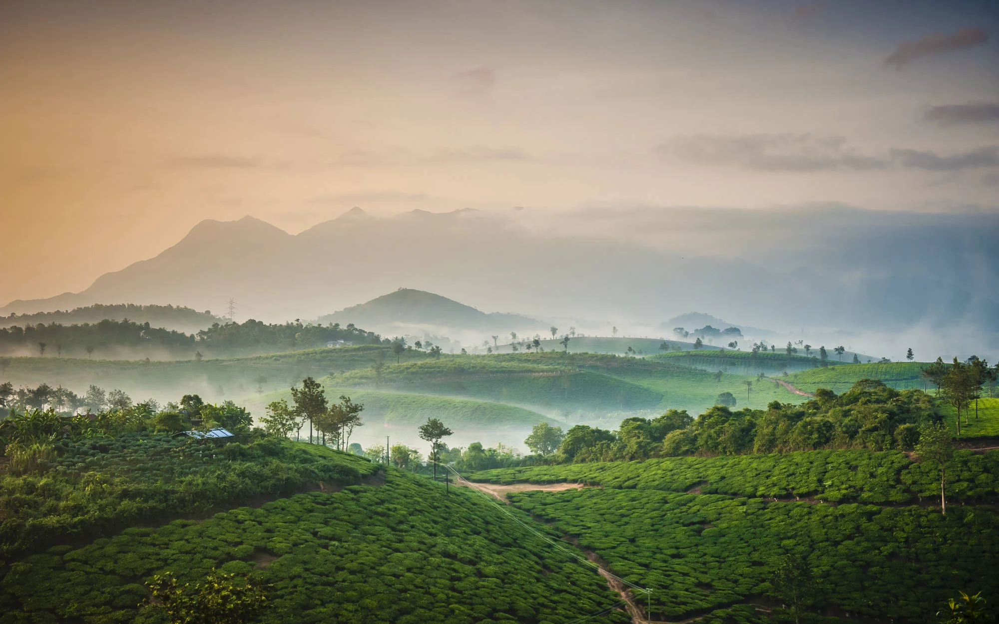 Morning mist suspended over Wayanad coffee estates