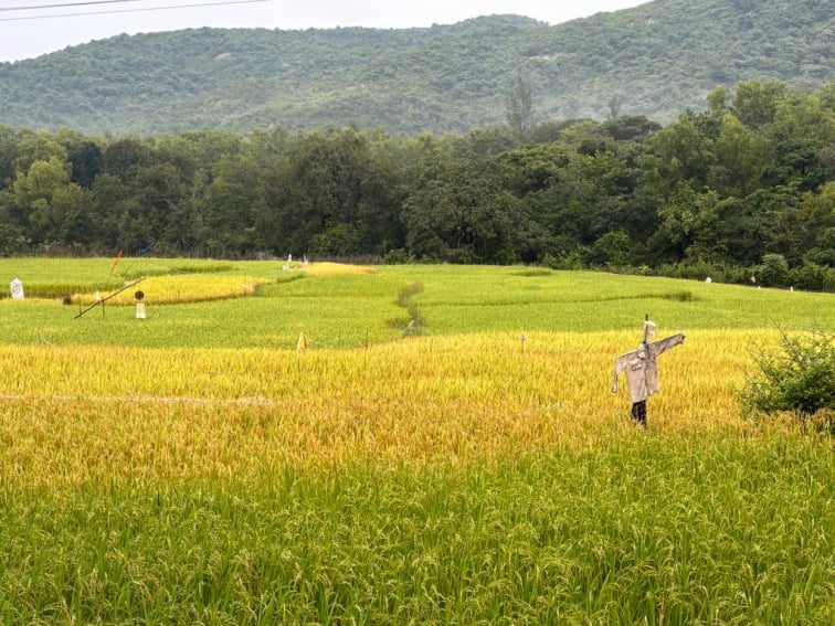 Village walk near resort in Gokarna