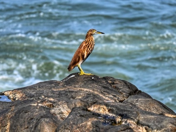 Birding at resort in gokarna