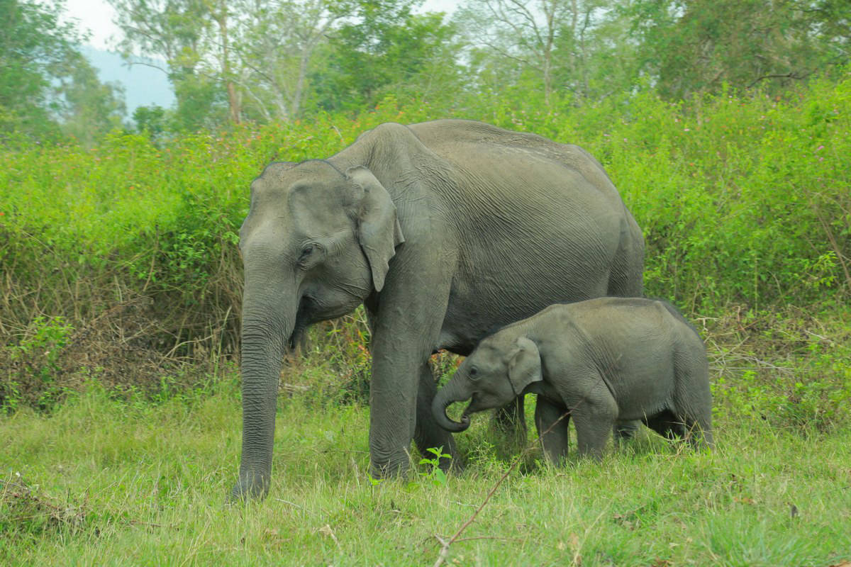 elephant camp in kabini